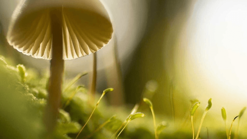 Campfire - professional stock photography