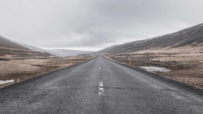 Forest - professional stock photography