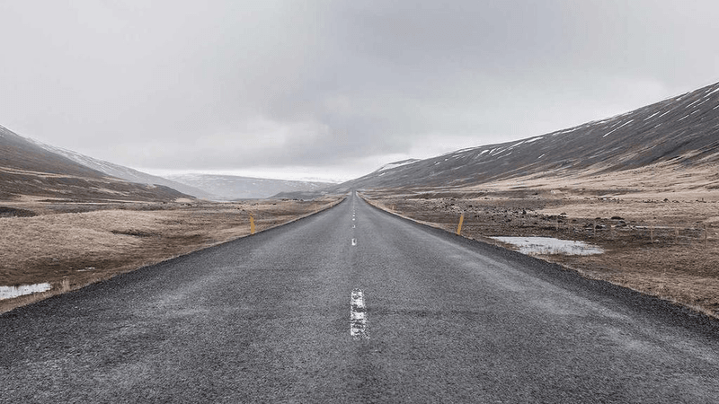 Forest - professional stock photography