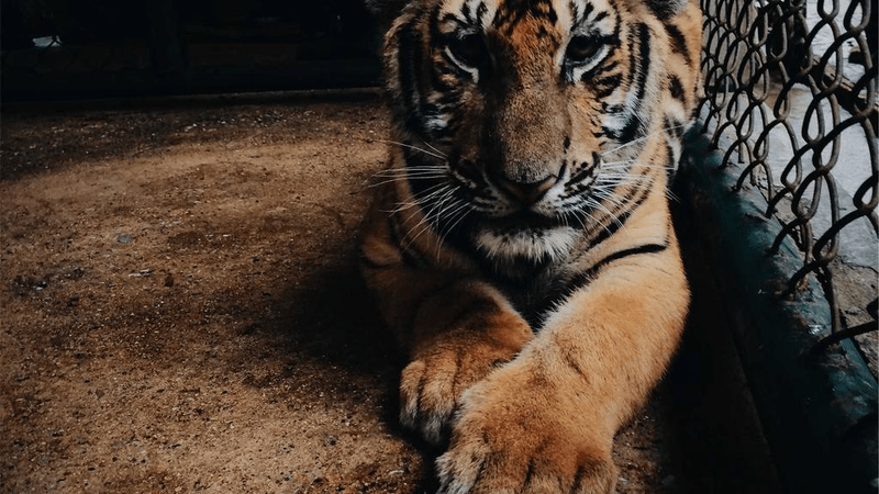 Forest - professional stock photography