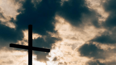 Forest - professional stock photography